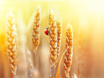 Big agriculture, climate slashing insect populations 'by half'