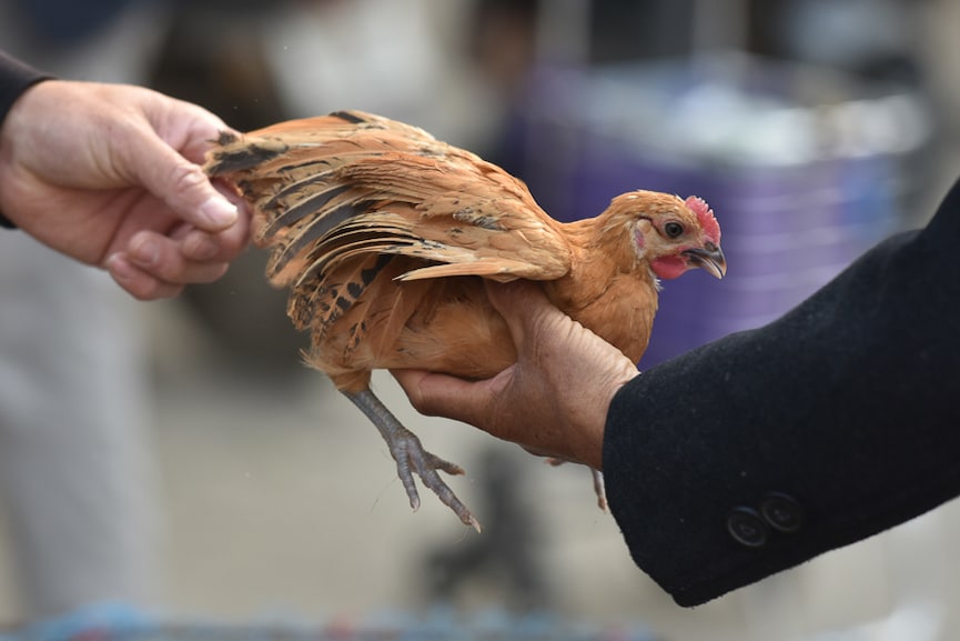 China detects first human case of H3N8 bird flu