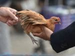 China detects first human case of H3N8 bird flu