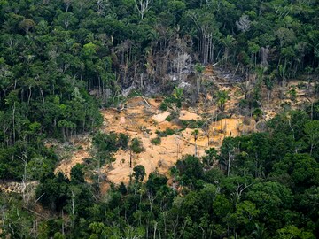 10 football pitches of pristine rainforest lost per minute in 2021