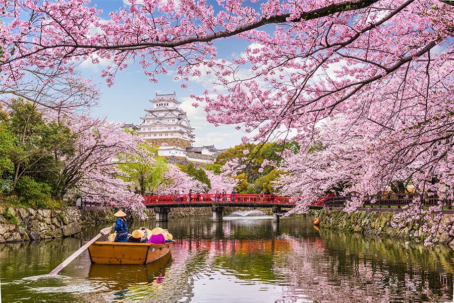 Prettier than pink: The push to diversify Japan's cherry blossom season