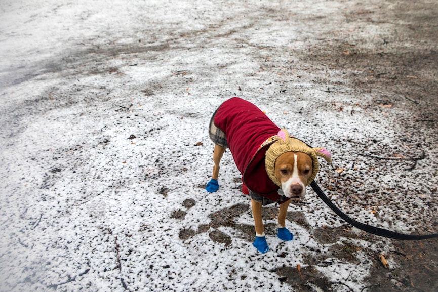 Casey, a pit bull mix, with her owner in Central Park in New York, Jan. 17, 2018. Retrievers that don’t retrieve and Papillons that point are all possible because the genes that shape dog behavior predate modern breeding that focuses on appearance, according to a new study. (Hiroko Masuike/The New York Times)