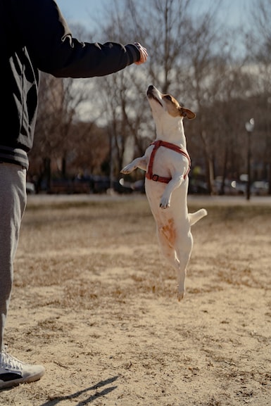 Sherlock with his owner at McCarren Park in New York, Jan. 21, 2022. Retrievers that don’t retrieve and Papillons that point are all possible because the genes that shape dog behavior predate modern breeding that focuses on appearance, according to a new study. (Amir Hamja/The New York Times)