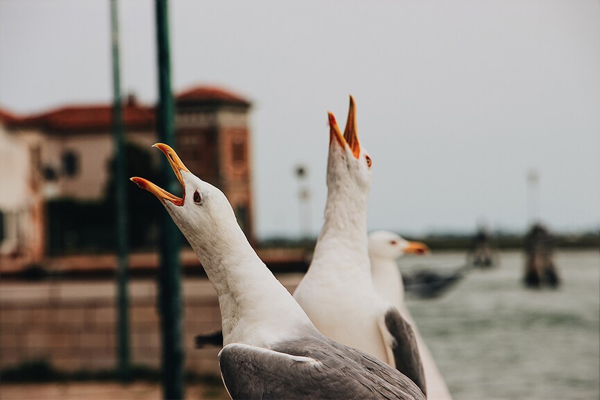 Heading to Venice? Don't forget your water pistol