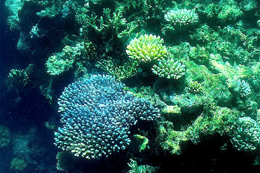 Great Barrier Reef sees the fragile coral comeback