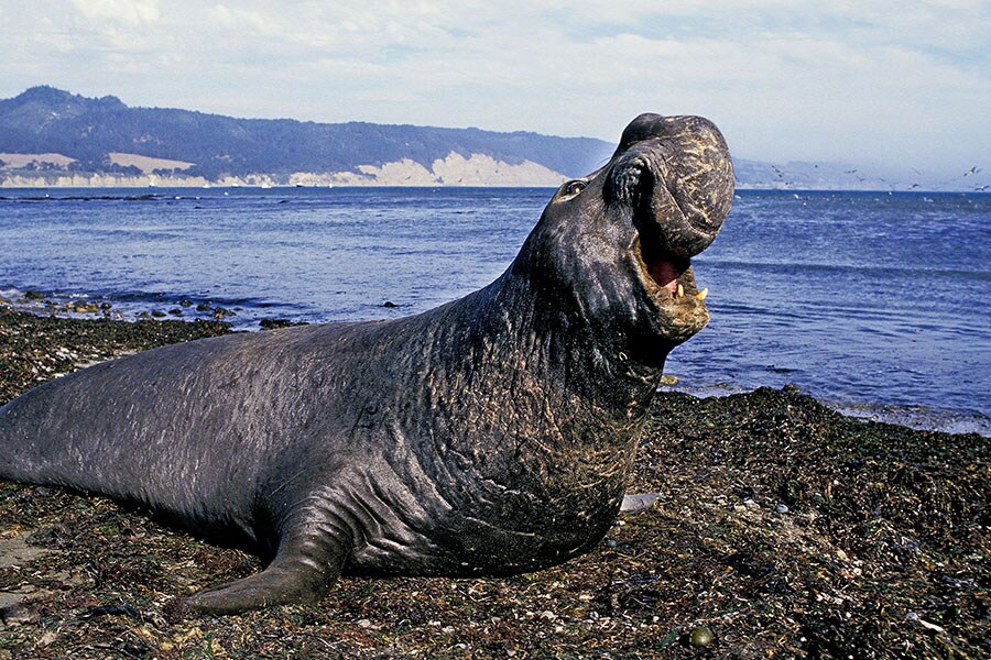 Thanks to elephant seals, we now know more about the 'Blob' marine heatwave