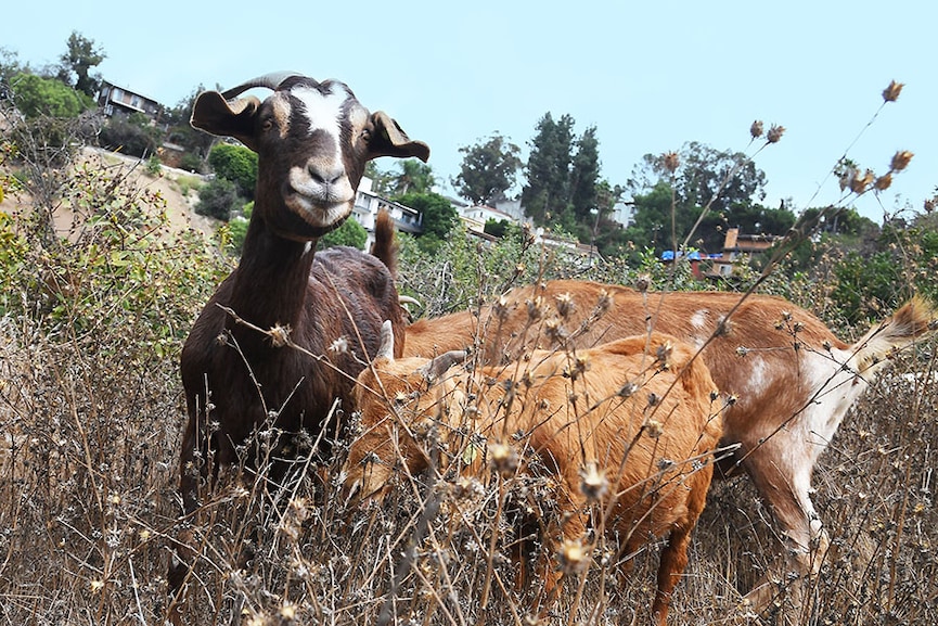 When goats lend a hand to firefighters