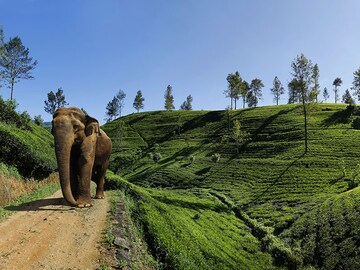 Elephants are also your business if you are in the plantation industry in India