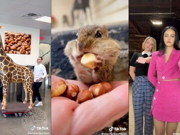 From chocolate giraffes to Rosalía's gum: TikTok runs down its most viral videos of 2022