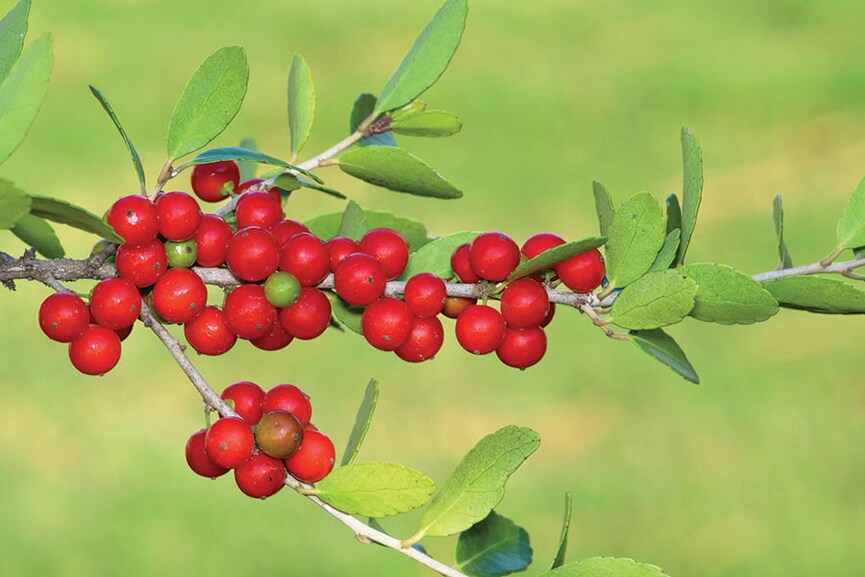 Meet yaupon, the northern cousin of South American maté. Image: Shutterstock

