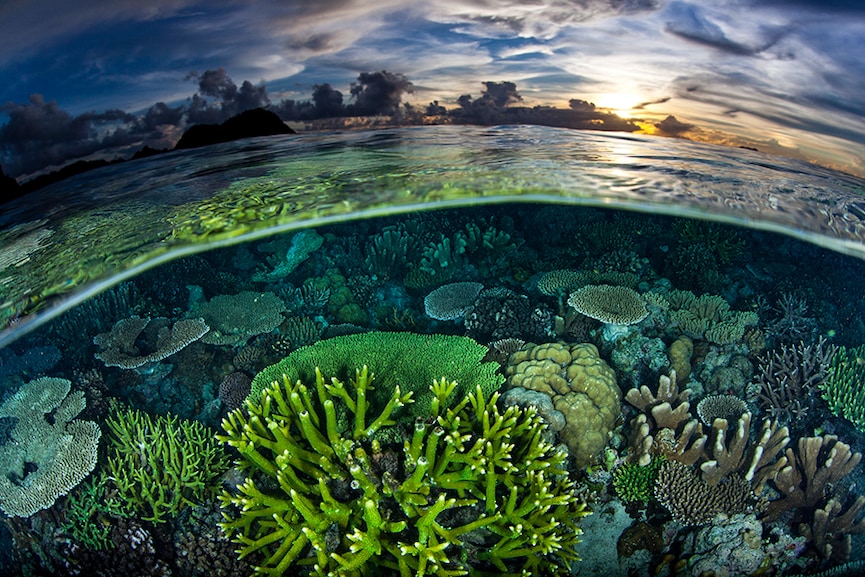 Great Barrier Reef: Cooler temperatures could reduce the threat of mass bleaching