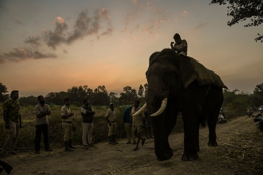 Risking their lives for little pay to guard India's forests