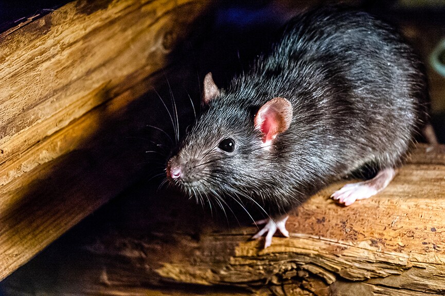 You can learn from rats to improve time management