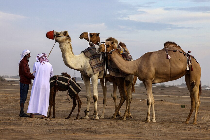 Heated stalls, grooming, and hot milk: Services camels enjoy at 'luxury' hotel in Saudi Arabia