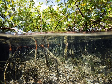 You don't need a microscope to see the biggest bacteria ever found