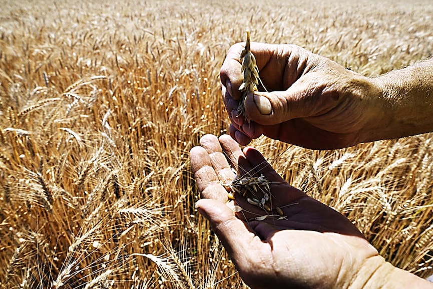 Wheat war: How Ukraine conflict raises hunger fears