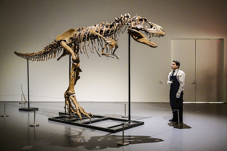 Gorgosaurus tipped to fetch  mln at New York auction