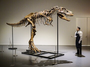 Gorgosaurus tipped to fetch $8 mln at New York auction