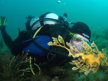 'Evolution gone crazy': What makes sea dragons so strange?