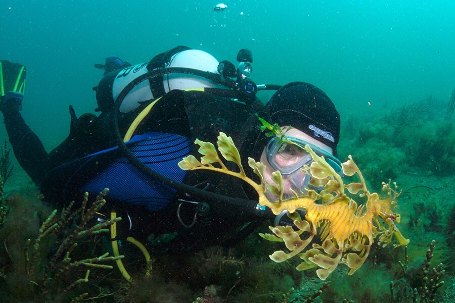 'Evolution gone crazy': What makes sea dragons so strange?