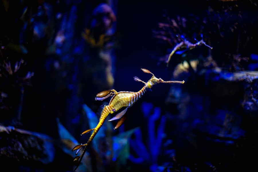 A photo provided by the Birch Aquarium shows a weedy sea dragon. (Birch Aquarium at Scripps Institution of Oceanography at the University of California, San Diego via The New York Times) 