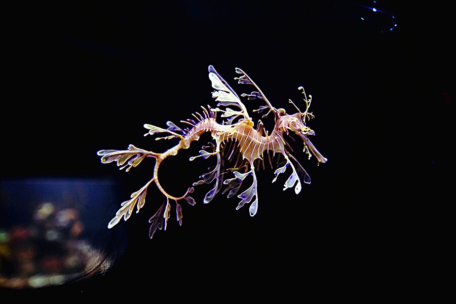 A photo provided by the Birch Aquarium shows a leafy sea dragon. (Birch Aquarium at Scripps Institution of Oceanography at the University of California, San Diego via The New York Times)