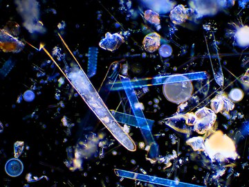 Ecological cement: How plankton could make cement manufacturing greener