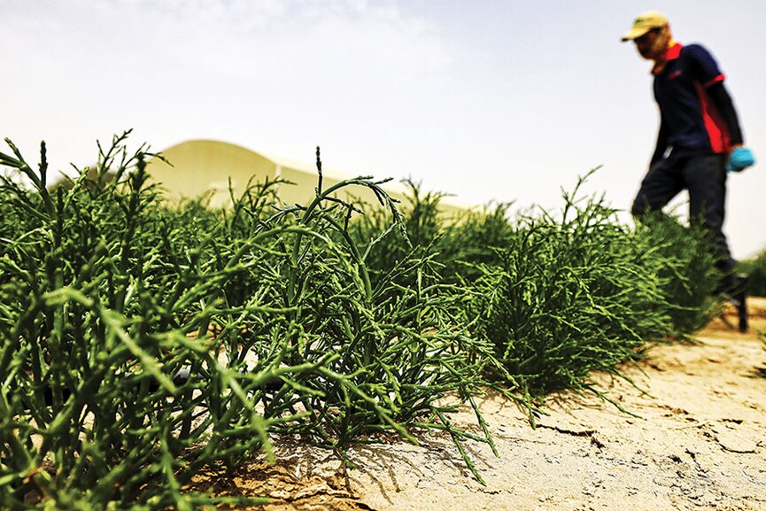 Desert-grown superfood puts 'healthy' burgers on UAE menus