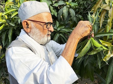 Meet India's mango man, father of 300 varieties