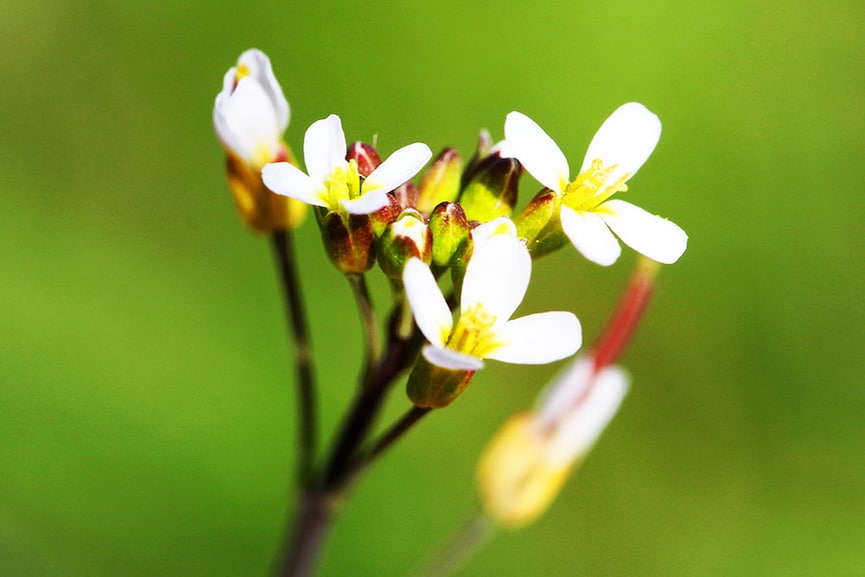 How plants produce their own 'aspirin' to protect themselves from environmental hazards