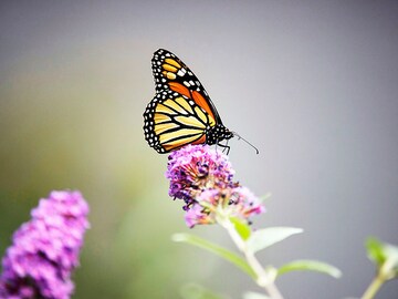 Monarch butterflies on endangered list of leading wildlife monitor