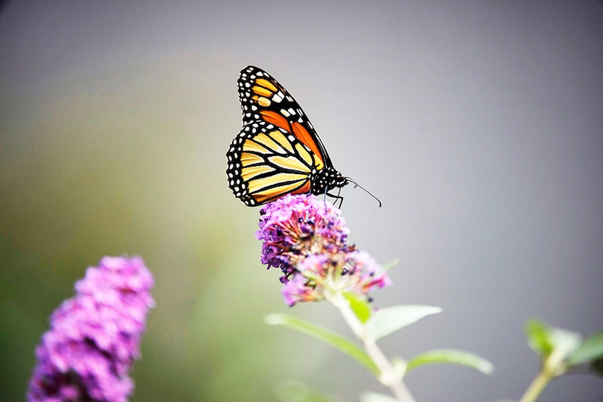 Monarch butterflies on endangered list of leading wildlife monitor