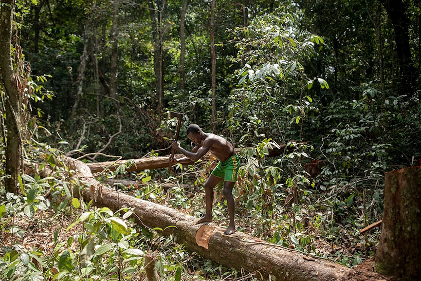 Debay Ipalensenda, 33, a charcoal maker, in the forest near Mbandaka, Democratic Republic of Congo, on March 17, 2022. “What can you do when you see the only way to feed your family is to cut trees?” said Ipalensenda, who walks two hours into the forest every day to collect wood. (Ashley Gilbertson/The New York Times)