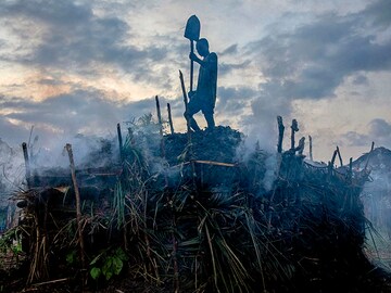 How demand for twigs is bringing down a rainforest