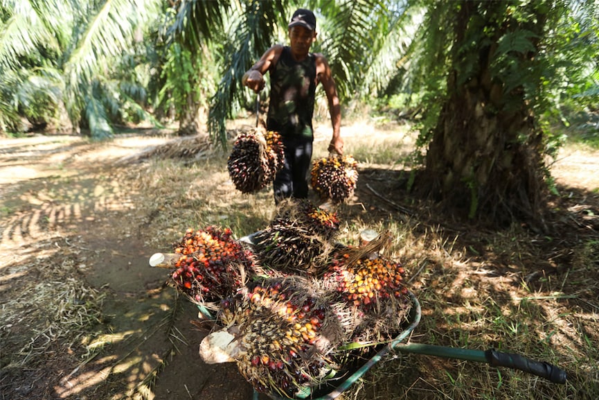 Bitter harvest: Malaysian palm oil farmers face migrant labour crunch