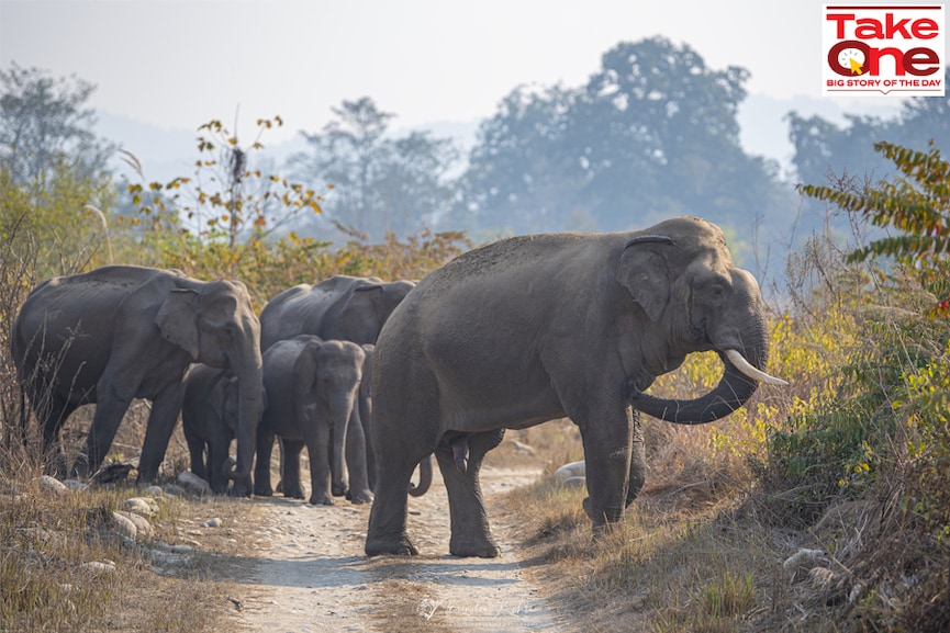 World Environment Day: Noise, climate change, and the disappearance of species