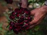 Turkey's black rose producers chase the sweet smell of success