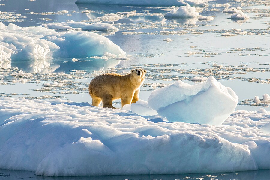 These polar bears can survive with less sea ice