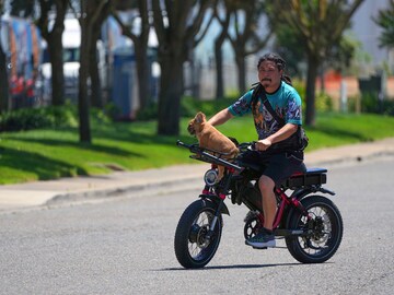 Armed robbers in the US want your French bulldog