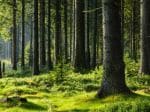 Forest soils around the world absorb even more CO2 than trees