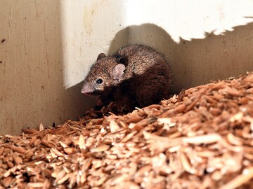 Male contraceptive pill found 99 percent effective in mice