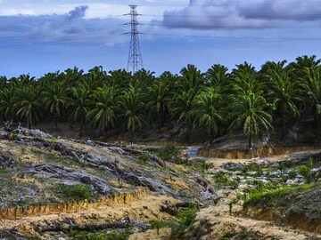 Money at the heart of international efforts to save nature