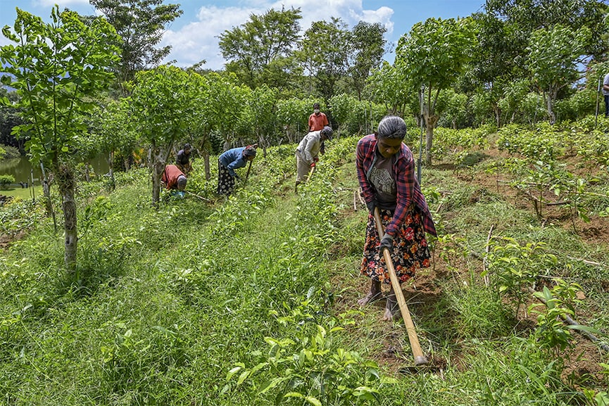 Sri Lanka tea exports lowest in 23 years hit by fertiliser ban, Ukraine war