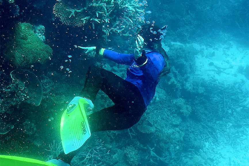 Summer heatwave bleaches 91% of Great Barrier Reef: report