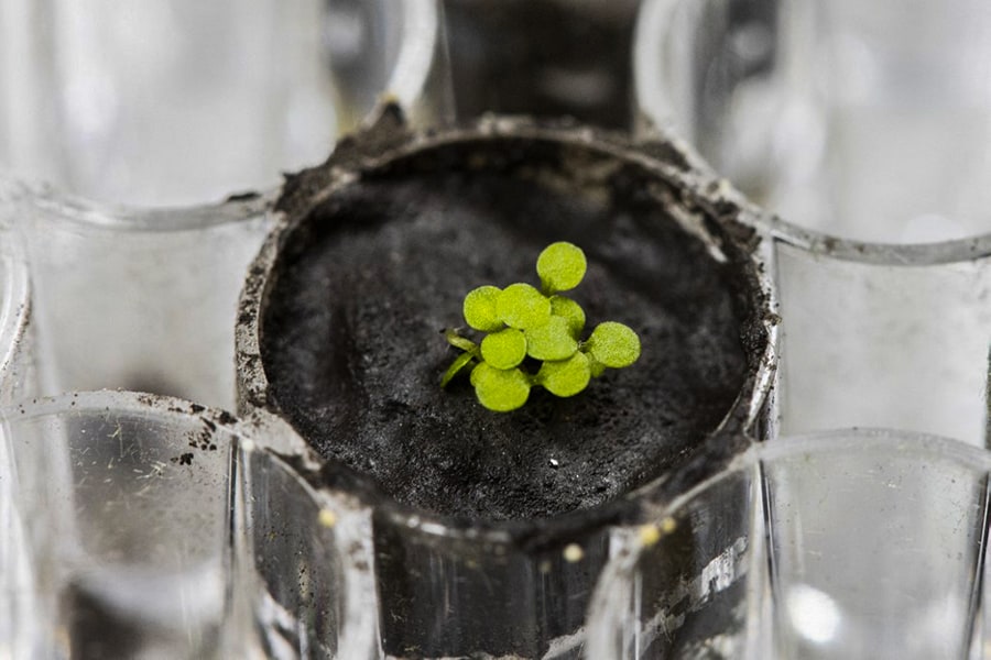 Scientists successfully grow plants in soil from the Moon