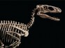 Not a Matisse or a Warhol: Dinosaur skeleton sells for $12.4 million at Christie's