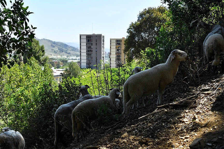 Barcelona recruits sheep and goats to fight wildfires