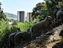 Barcelona recruits sheep and goats to fight wildfires