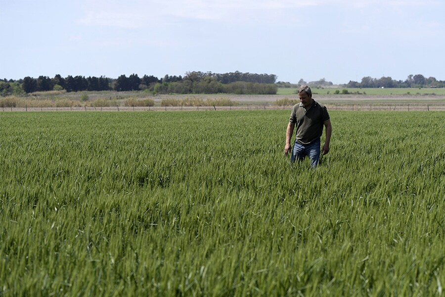 Why South America's breadbasket isn't the answer to global wheat crisis