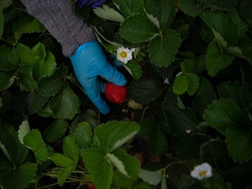 Strawberry farms threaten Spanish wetlands